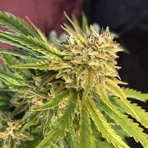 When john turned around, mike floored him with a suckerpunch. SUCKER PUNCH - Auto Seeds