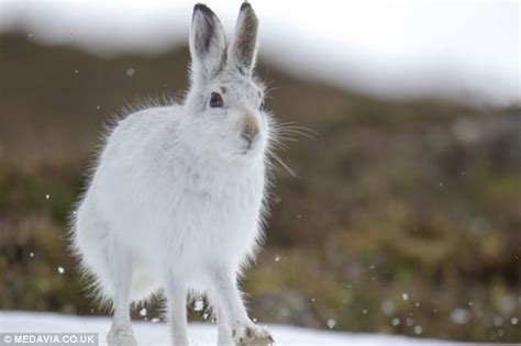 Siberian Snow Rabbit Reverbnation