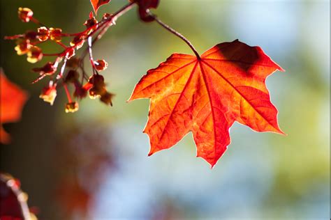 Autumn Blaze Maple Facts Gardenerdy