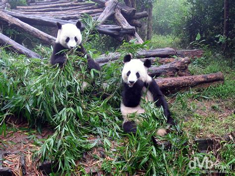 Chengdu Panda Base China Worldwide Destination Photography And Insights