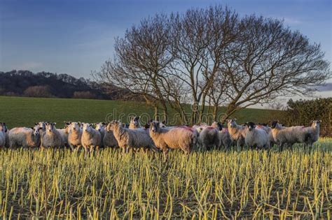 Herd Of Sheep At Sunset In Shropshire Stock Image Image Of Idyllic