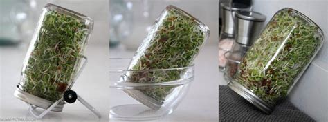 How To Grow Sprouts In Your Kitchen The Easy Way Growing Sprouts