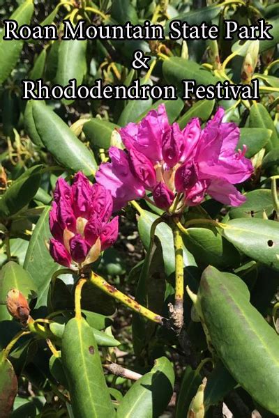The Annual Roan Mountain Rhododendron Festival Heysmokies
