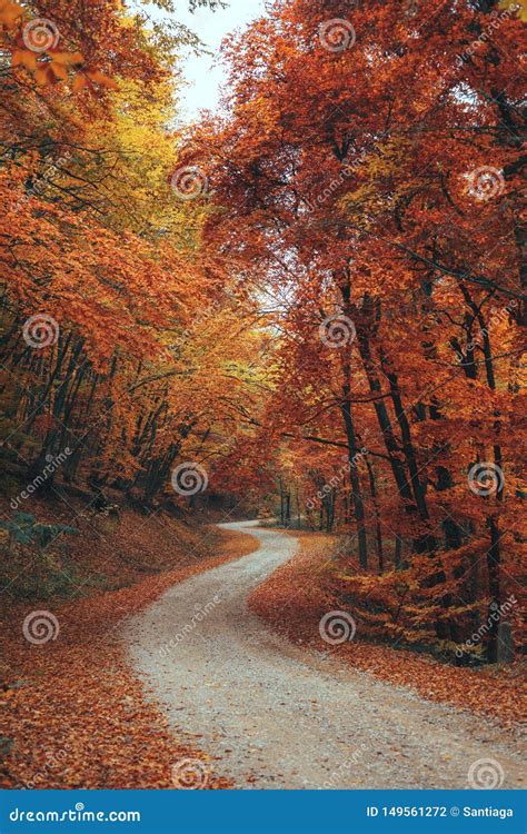 Beautiful Autumn Forest Mountain Path Stock Photo Image Of
