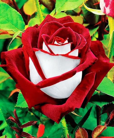 Red And White Rose Picture Beautiful Red And White Rose 530x640 9419