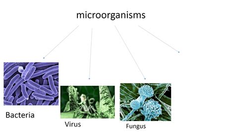 Bacteria Viruses And Fungi Youtube