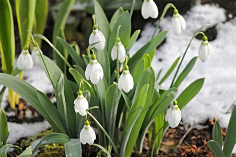 January Birth Flowers Carnation And Snowdrop What Do They Mean