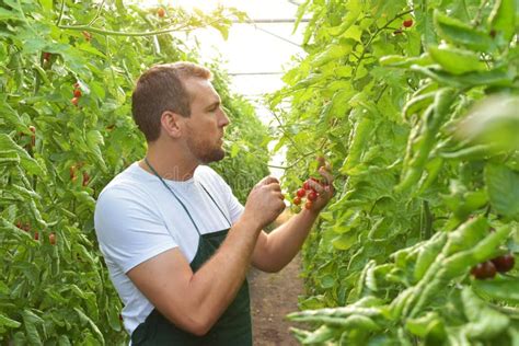 Farmer In Greenhouse Growing And Harvesting Tires Tomatoes For Sale