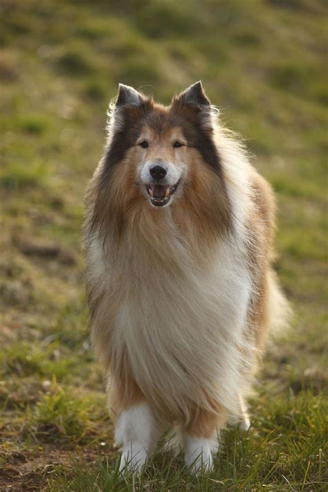The 40 Best Large Dog Breeds For People Who Want Impressive Pets