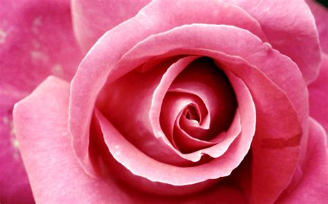 We have 53+ background pictures for you! pink rose wallpaper beautiful - HD Desktop Wallpapers | 4k HD