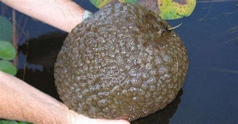 These Weird Brain Like Blobs Found In A Lagoon Have Been Around For