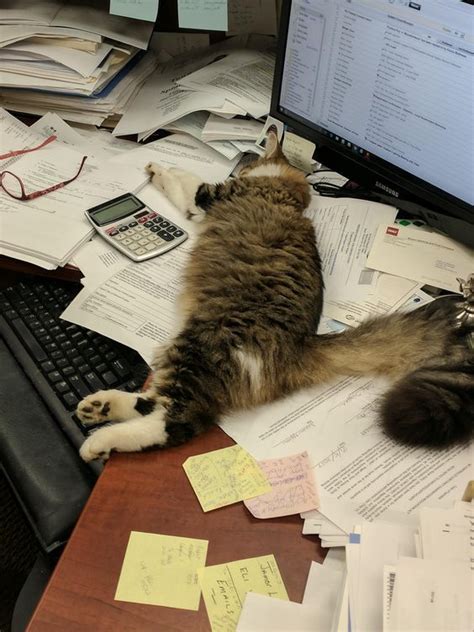 Labor Day Celebrate 8 Funny And Bizarre Working Cats Cattime Cat