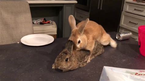 Bunny Humping On Dining Table Youtube