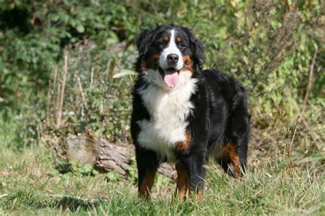 Der Berner Sennenhund Bernersennenhundde