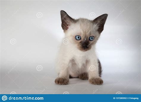 An Siamese Cat On A White Background Stock Photo Image Of Male Kitty