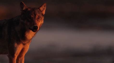 Best Documentary Short Call Of The Coastal Wolves Canada