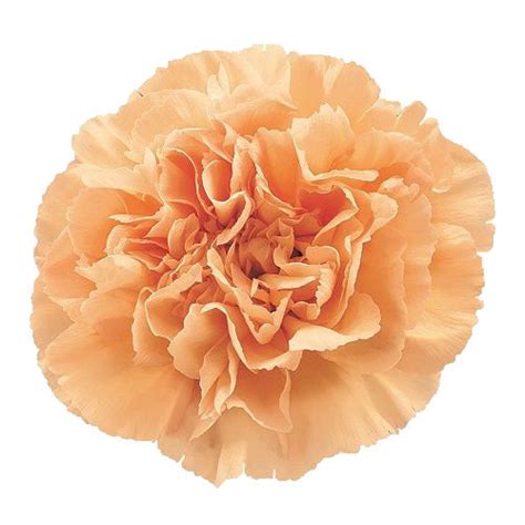 Carnation Peach Kukka Flowers