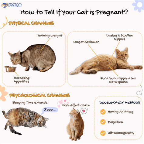 How To Tell If Your Cat Is Pregnant Physical And Mental Signs