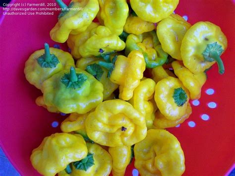 Plantfiles Pictures Hot Pepper Jamaican Yellow Capsicum Chinense By Farmerdill