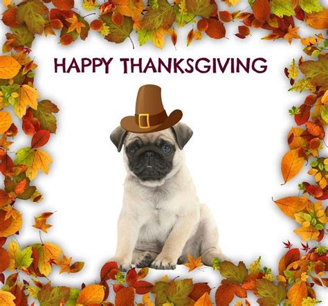 Cute Pug Puppy Happy Thanksgiving Quotes Pinterest