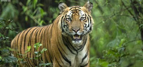 A Unique Bandhavgarh Tiger Safari Bandhavgarh National Park