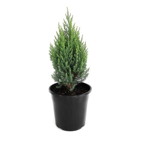 200mm Juniperus Pyramidalis Juniperus Chinensis Pyramidalis