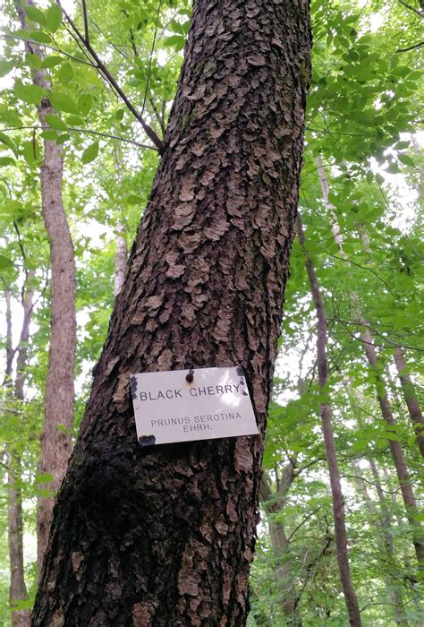 Most large trees have been harvested for their valuable wood that is used for fine woodworking. Black Cherry tree bark, located at University of Georgia's ...