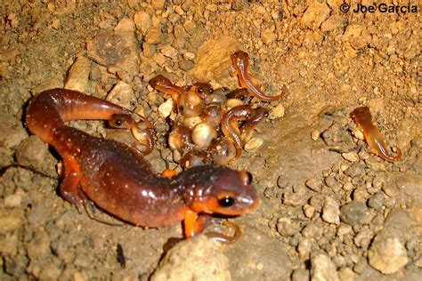 Eggs Terrestrial Salamanders In Calfornia