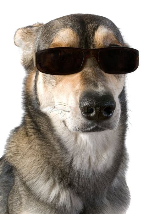 Dog In Sunglasses Stock Photo Image Of Animal Brown 3720896