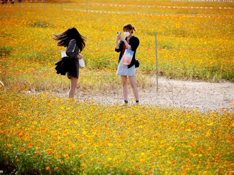 Sama halnya dengan pulau jeju, pulau yang satu. FOTO: Melihat Keindahan Taman Bunga Cosmos di Korea ...