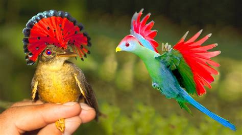 Crested 10 Most Unique Exotic Birds In The World 10 Aves Exóticas