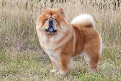 Chow Chow Breed Information Guide Photos Traits And Care Bark Post