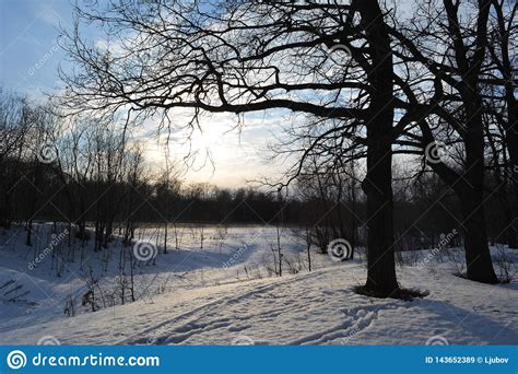 Winter Sunny Day Landscape With Beautiful Oak Trees Stock