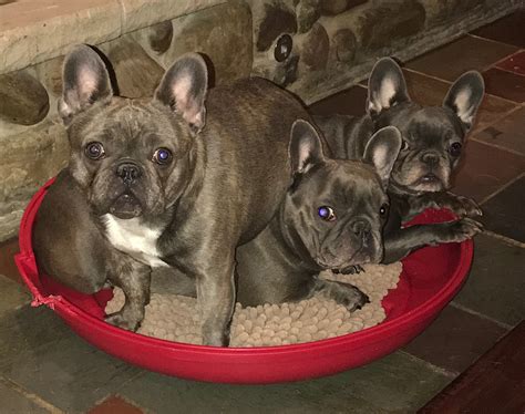 High quality french bulldog puppies for sale. Blue French Bulldog Puppies for Sale NY & USA | Classact ...