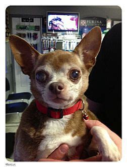 The interested adopter is required to visit the. St. Louis, MO - Chihuahua. Meet Markus a Dog for Adoption ...
