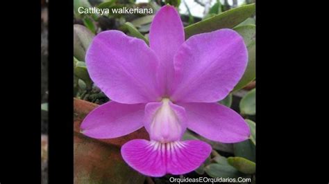 Fotos De Orquídeas Com Nomes Imagens Como Cuidar