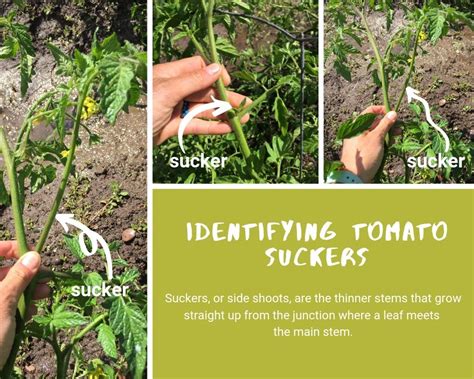19 Suckering Tomato Plants Hagrsandia