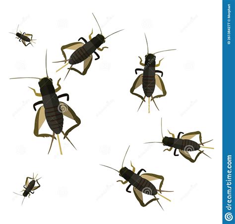 Cricket Bugs Icon Stock Vector Illustration Of Graphic 261384277