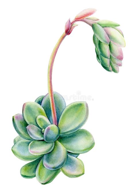 Succulent Watercolor Isolated White Background Botanical Illustration