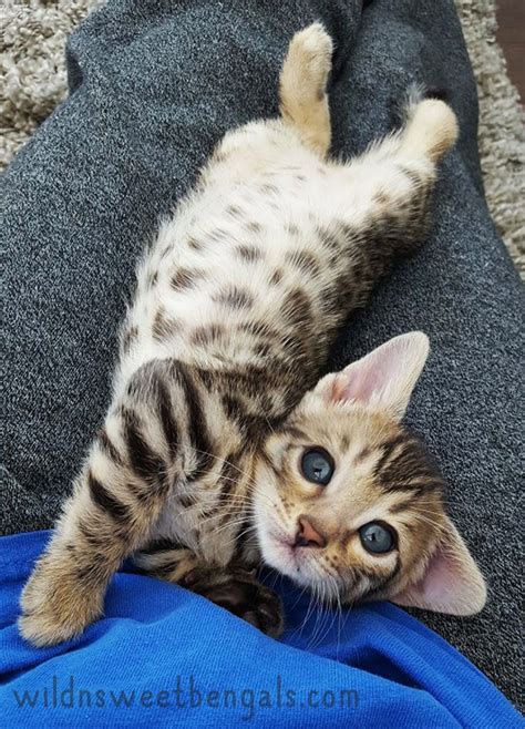 These charges will be added to the balance due for your kitten. Bengal Kittens & Cats for Sale Near Me | Chats adorables ...