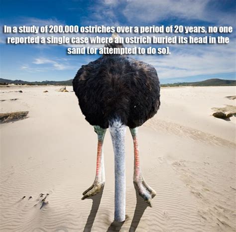 Top 102 Pictures Picture Of Ostrich With Head In Sand Sharp 102023