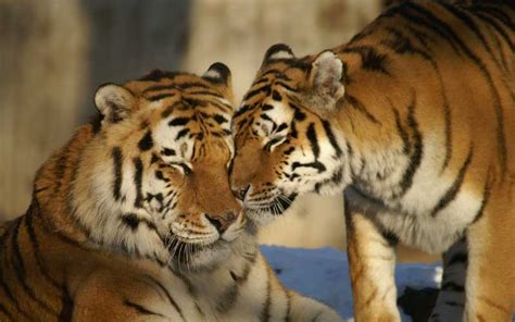 tiger reproduction tiger facts and information