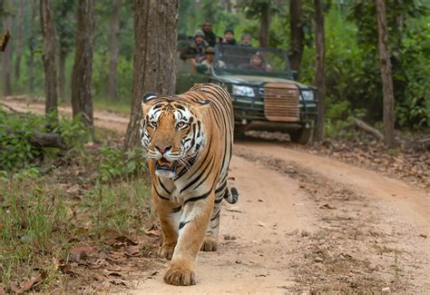 Reasons To Visit Kanha National Park Tiger Safari India Blog