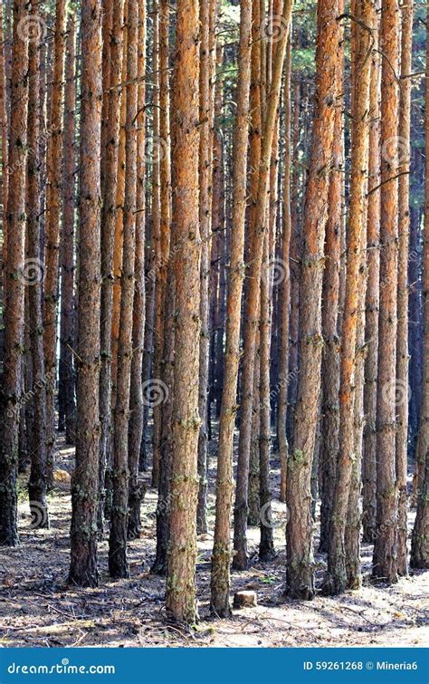 Tall Pine Trees In A Forest Stock Photo Image Of Woods Dark 59261268