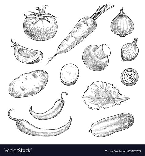 Sketch Vegetables Tomato Champignon Hand Drawn Vector Image