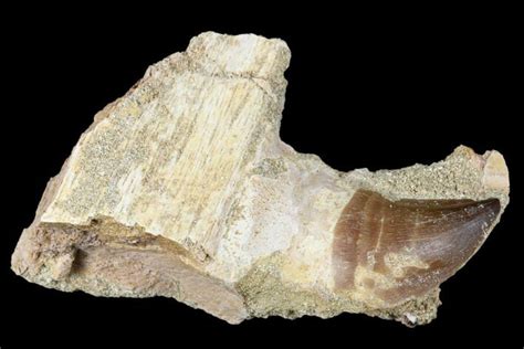 28 Fossil Mosasaur Prognathodon Jaw Section With Tooth Morocco 174340 For Sale