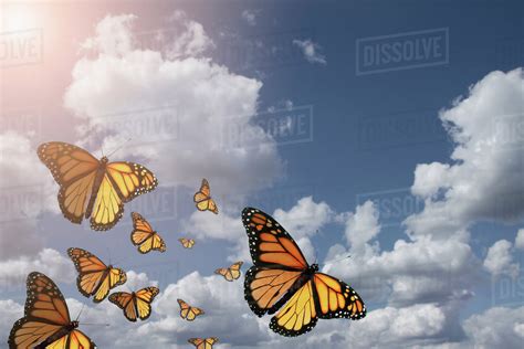 Low Angle View Of Butterflies Flying In Blue Sky Stock Photo Dissolve