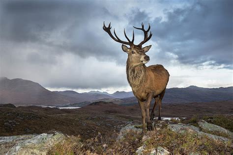 Red Dee Stag In Uplands Lochcarron Highlands Scotland Photograph By