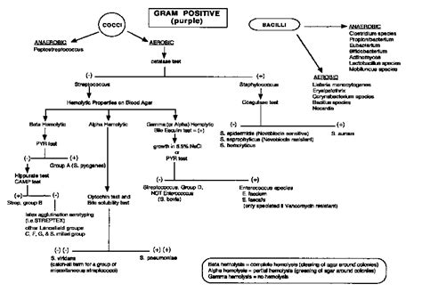 Gram Positive Flow Chart