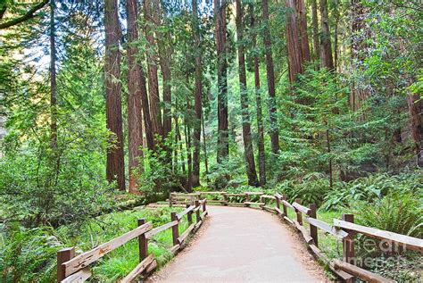 Redwood Forest Of Muir Woods National Monument In San Francisco